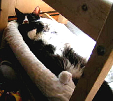 ChadwickSleeping
