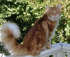 Arcturus, one year, ten months old