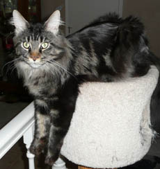 Atticus two years old