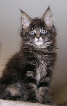 Atticus ten weeks