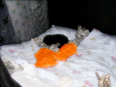 Atticus and his buddies