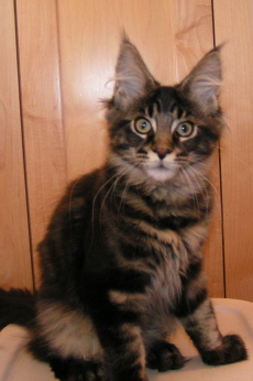 Atticus, four months old
