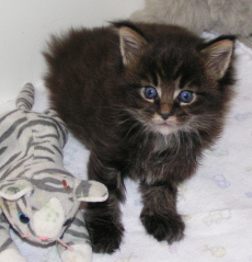 Atticus, 4 weeks old
