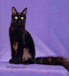 Windwalker Batman, six months old