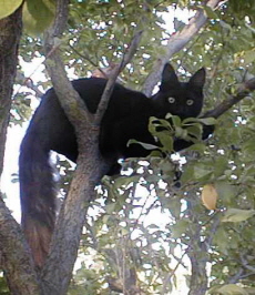 Windwalker Batman in tree