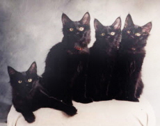 Caviar's first litter