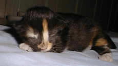 Chula one week old