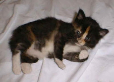 Chula three weeks old