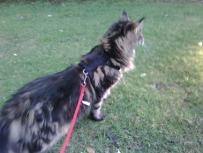 Coliseum walking on a leash
