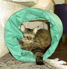 Sabe in tube