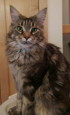 Sokoki three years old