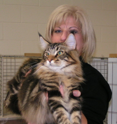 Wonder named Best Cat in Show