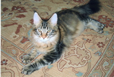 Wonder five months old