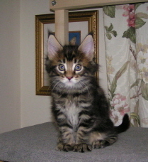 Wonder, 8 weeks old