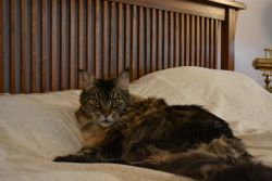 Wellington 11 years