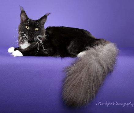 Cloistercoon Chinook all rights reserved