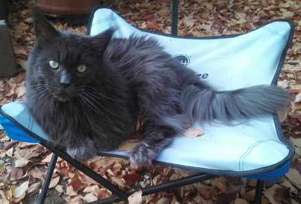 Elwood Blues 12 years old
