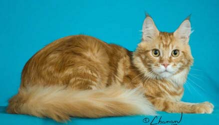 Panama Red one year old