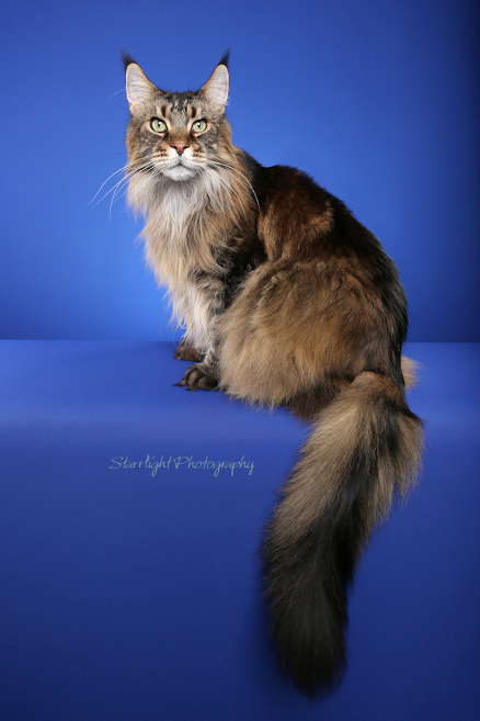 Windwalker Wonder ten years old all rights reserved