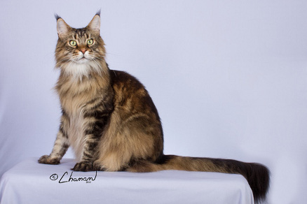 Windwalker Wonder eight and a half years old