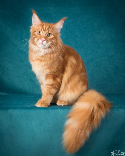 Caesar