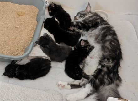 Chromium 2020 kittens
