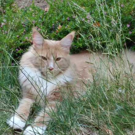 Windwalker Creme de la Creme all rights reserved
