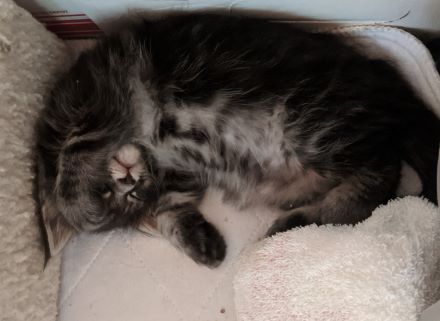 Zena sleeping