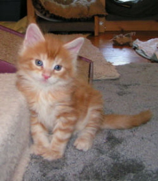 Tank when he was three months old